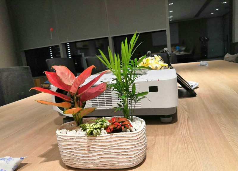 绿植租摆销售 (3)